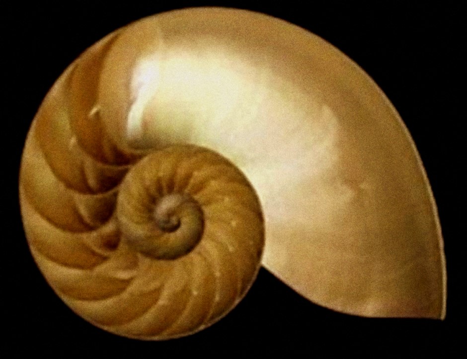 nautilus